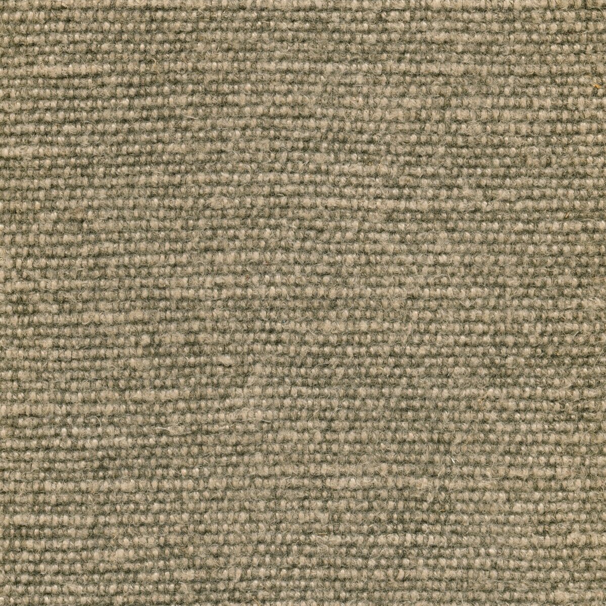 Hector | 7 Colours