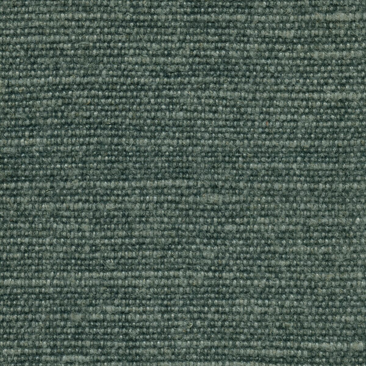 HECTOR PACIFIC PINE