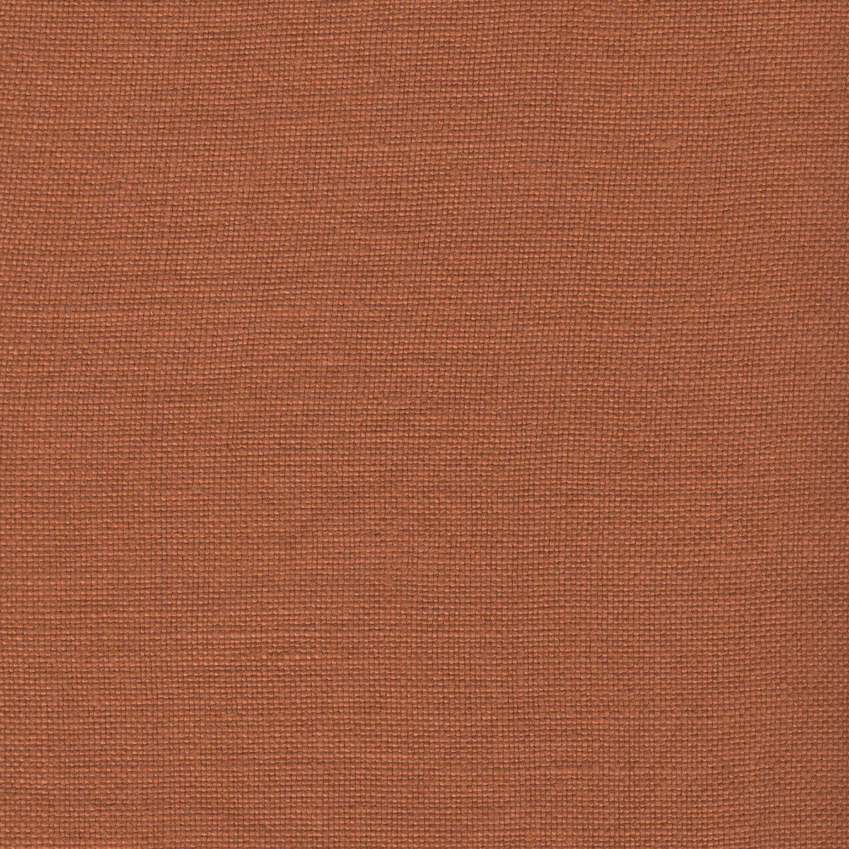 Modeste Allspice