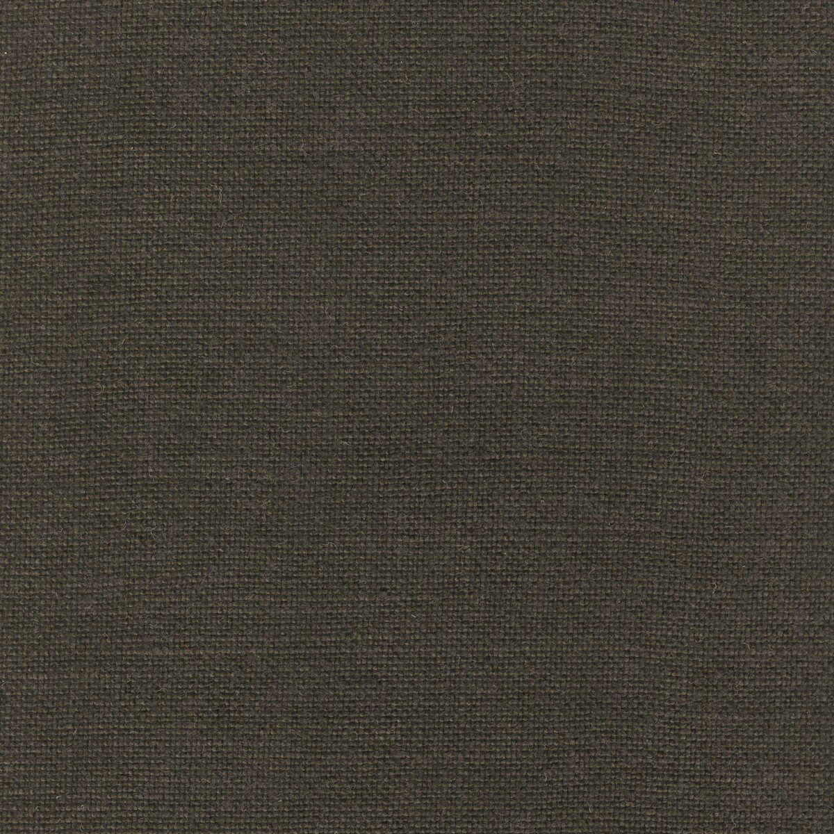 Modeste Birch Brown