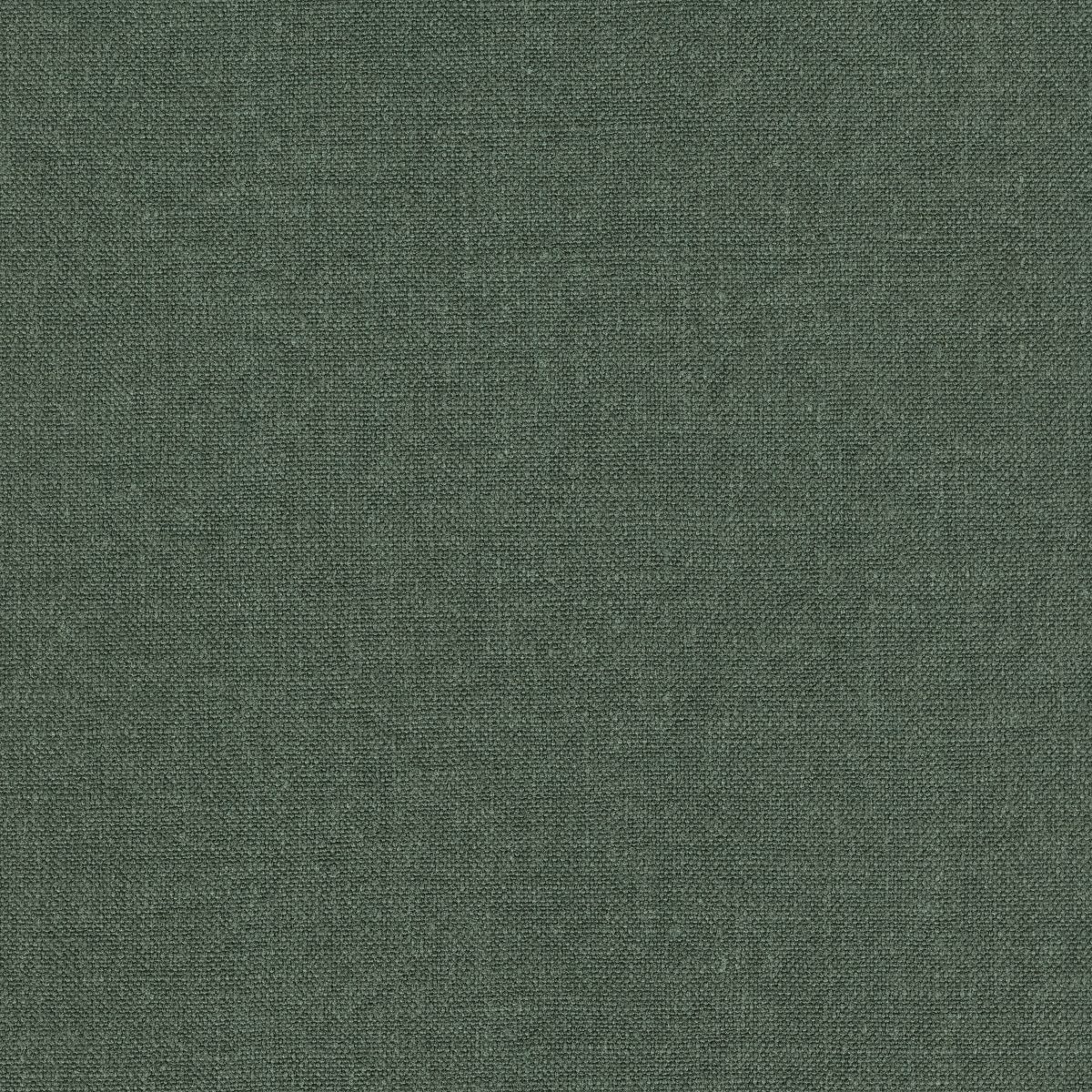DOUCE Pacific Pine