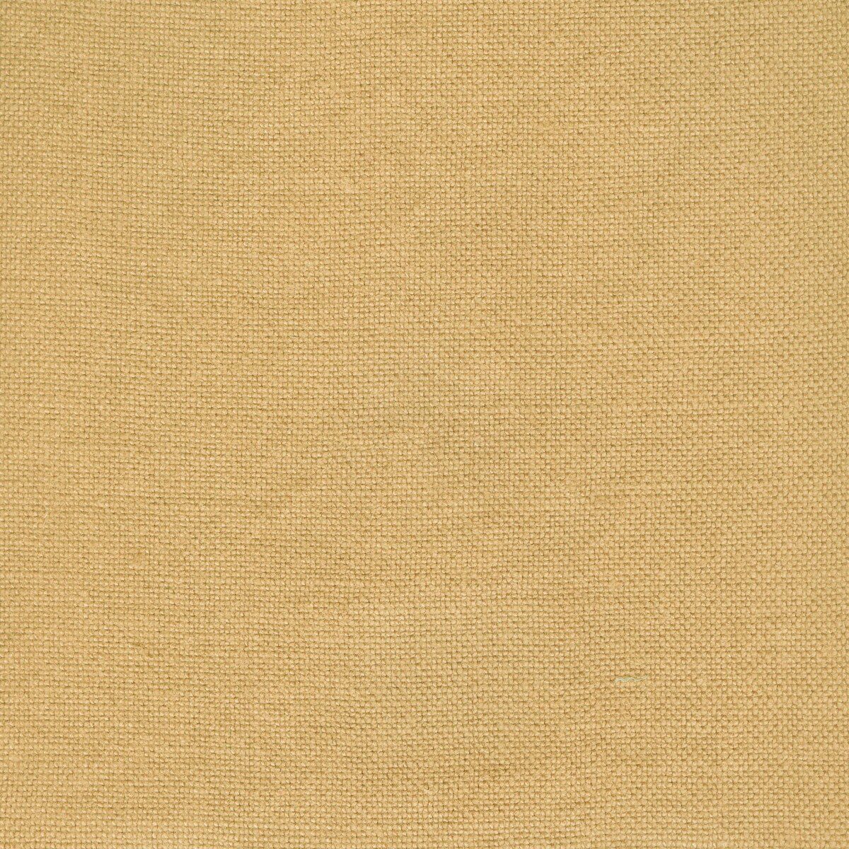 Modeste Dune