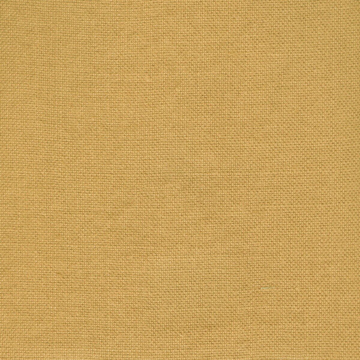 Modeste Mustard