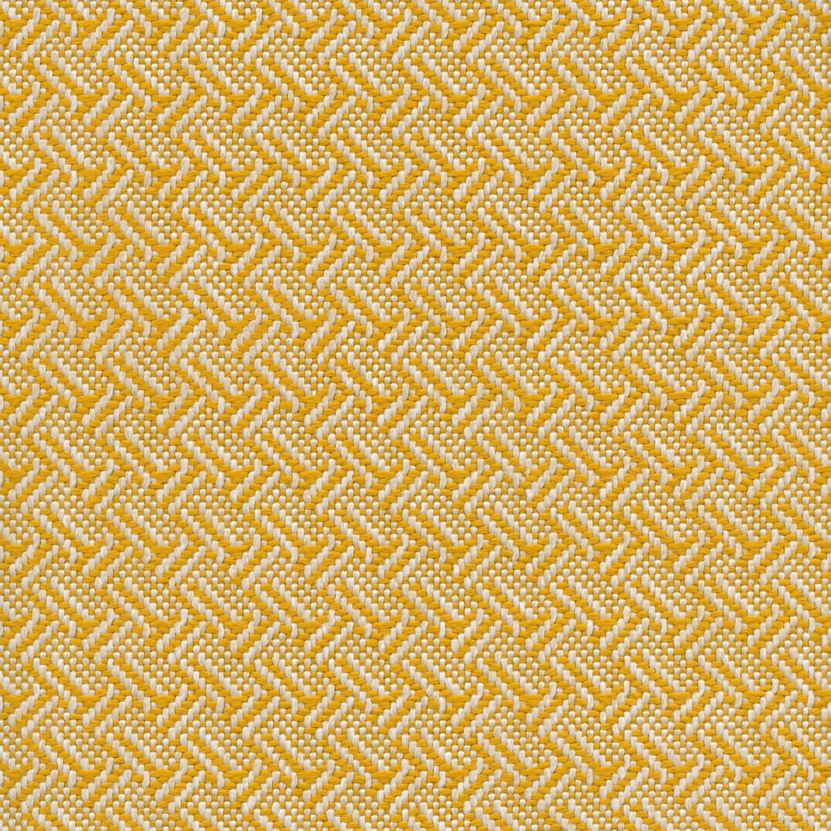 Cesar Mustard